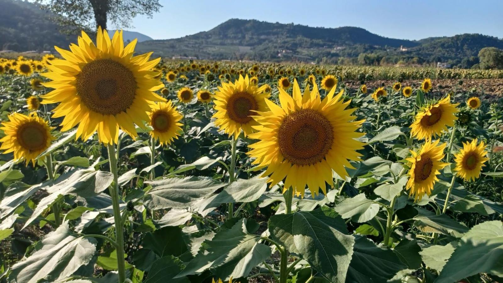 Appartamento Casa Vacanza Abano Terme Euganean Hills Holiday Teolo Εξωτερικό φωτογραφία